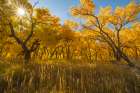 USA, New Mexico, Jemez National Recreation Area. Sun star and cottonwood trees in autumn. Art Print